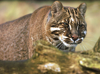 Illustration for article titled Caturday - Pardofelis temenckii Edition